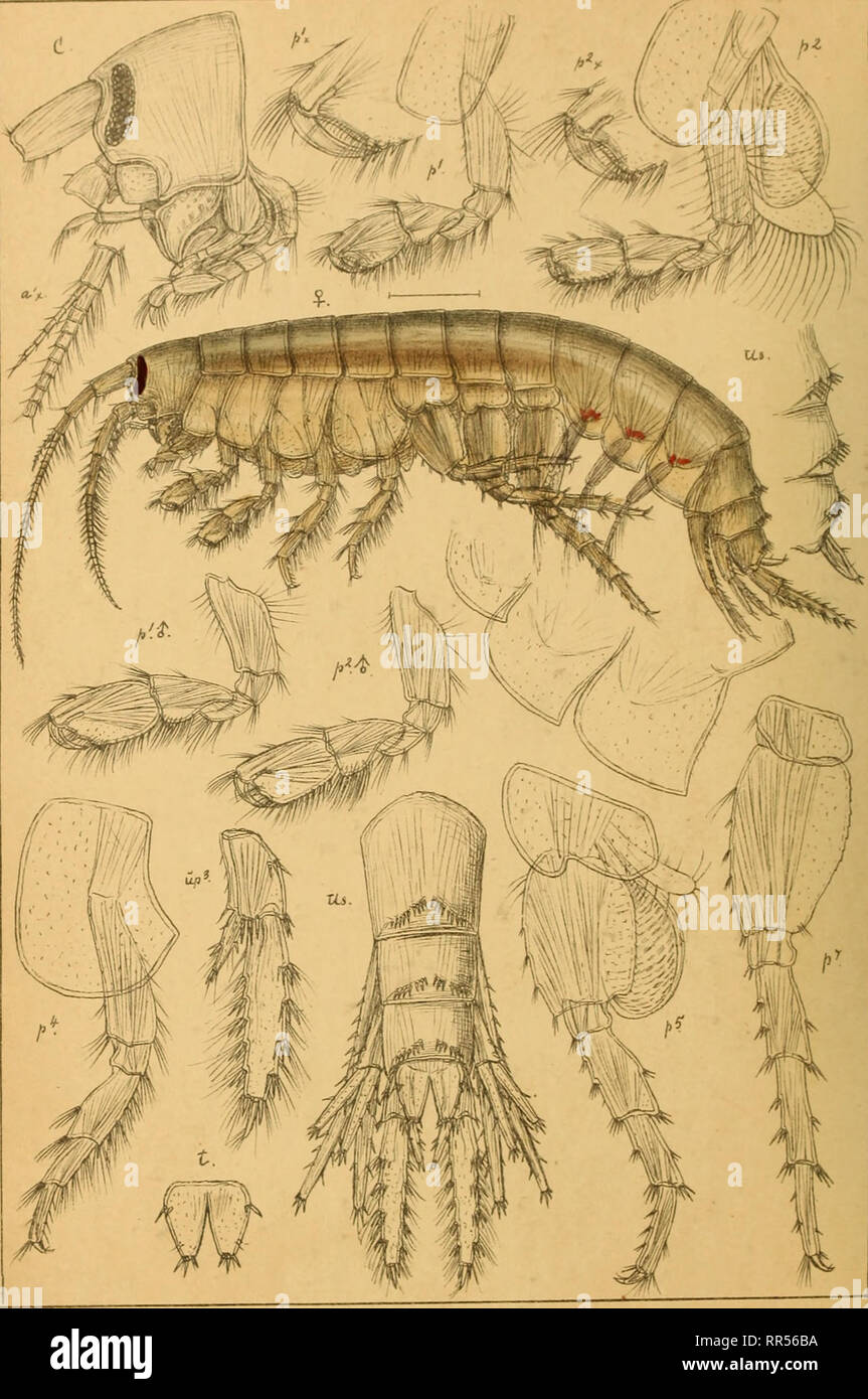 . An account of the Crustacea of Norway, with short descriptions and figures of all the species. Crustacea. lamman dae AMPHIPODA PI. 175.. G.OSars auto^r. q^^^^,^^ mannus. Leach.. Please note that these images are extracted from scanned page images that may have been digitally enhanced for readability - coloration and appearance of these illustrations may not perfectly resemble the original work.. Sars, G. O. (Georg Ossian), 1837-1927. Christiania, Copenhagen, A. Cammermeyer Stock Photo