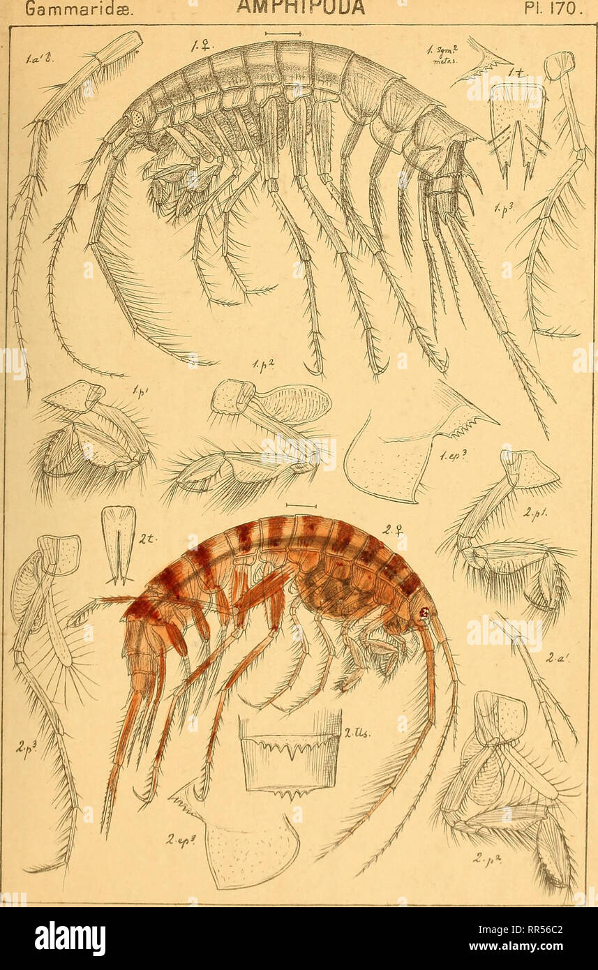 . An account of the Crustacea of Norway, with short descriptions and figures of all the species. Crustacea. fammar AMPHIPODA Pi. 170. G.OSars autojSr. , .. , , . ,. '^ I. /WQiphidippa macrura, n.sp. 2. Melphidippa borealis, Boeck. Please note that these images are extracted from scanned page images that may have been digitally enhanced for readability - coloration and appearance of these illustrations may not perfectly resemble the original work.. Sars, G. O. (Georg Ossian), 1837-1927. Christiania, Copenhagen, A. Cammermeyer Stock Photo