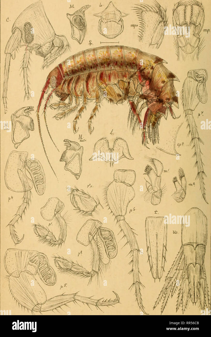 . An account of the Crustacea of Norway, with short descriptions and figures of all the species. Crustacea. Alylidae. AMPHIPODA W'^^ PI 167. GO.Sars auto6r. r^ . /aa a&quot;o ° Uexamine spinosa, (MontJ Y.. Please note that these images are extracted from scanned page images that may have been digitally enhanced for readability - coloration and appearance of these illustrations may not perfectly resemble the original work.. Sars, G. O. (Georg Ossian), 1837-1927. Christiania, Copenhagen, A. Cammermeyer Stock Photo