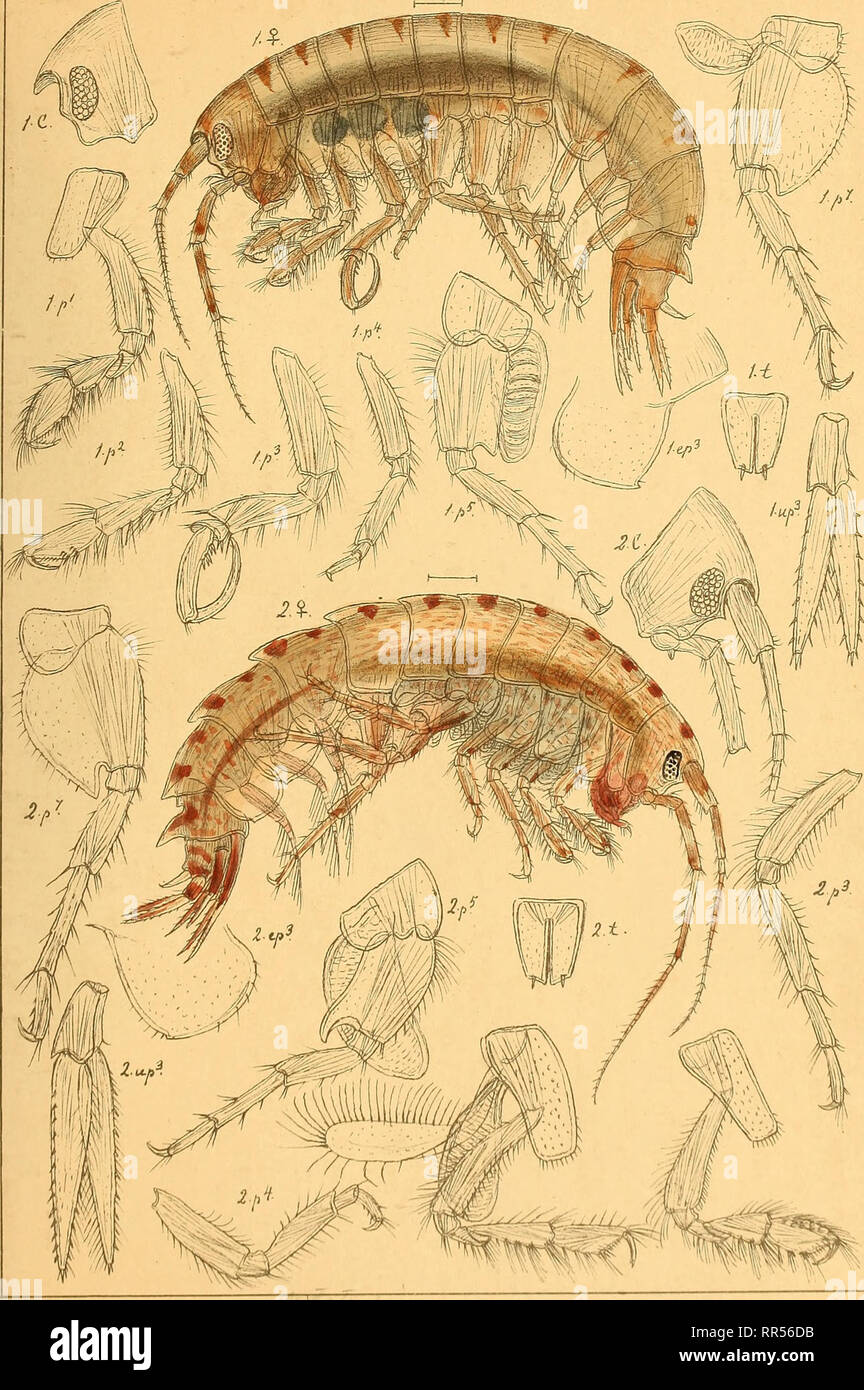 . An account of the Crustacea of Norway, with short descriptions and figures of all the species. Crustacea. Atylidae AMPHIPODA PI. 164:. GO.Sars auioj^r. I. Parefylus falca+us, (MQizger.) 2.Paratylus vedlomensis, (Sp.Bate),. Please note that these images are extracted from scanned page images that may have been digitally enhanced for readability - coloration and appearance of these illustrations may not perfectly resemble the original work.. Sars, G. O. (Georg Ossian), 1837-1927. Christiania, Copenhagen, A. Cammermeyer Stock Photo