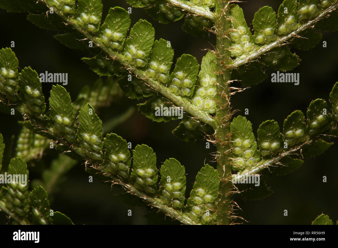Close up of fern plant with seeds, UK. Stock Photo