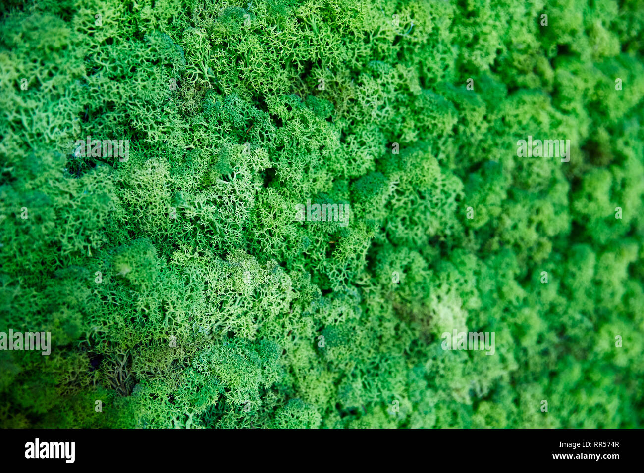 Close Up Green Moss Texture Background Nature Plant Moss Wall Selective Focus Stock Photo Alamy