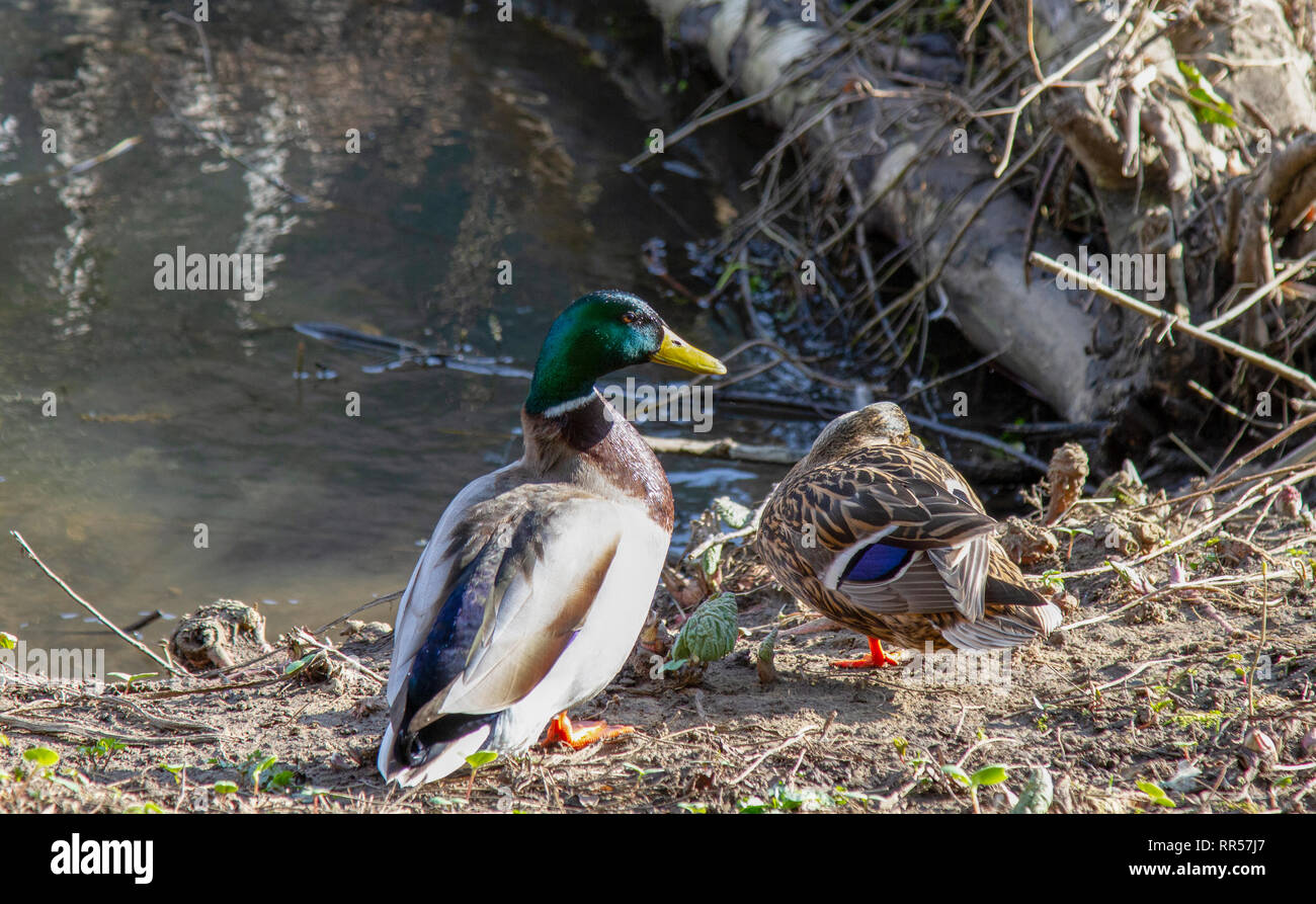 Mallard ducks beside River Wear in February sunshine Stock Photo