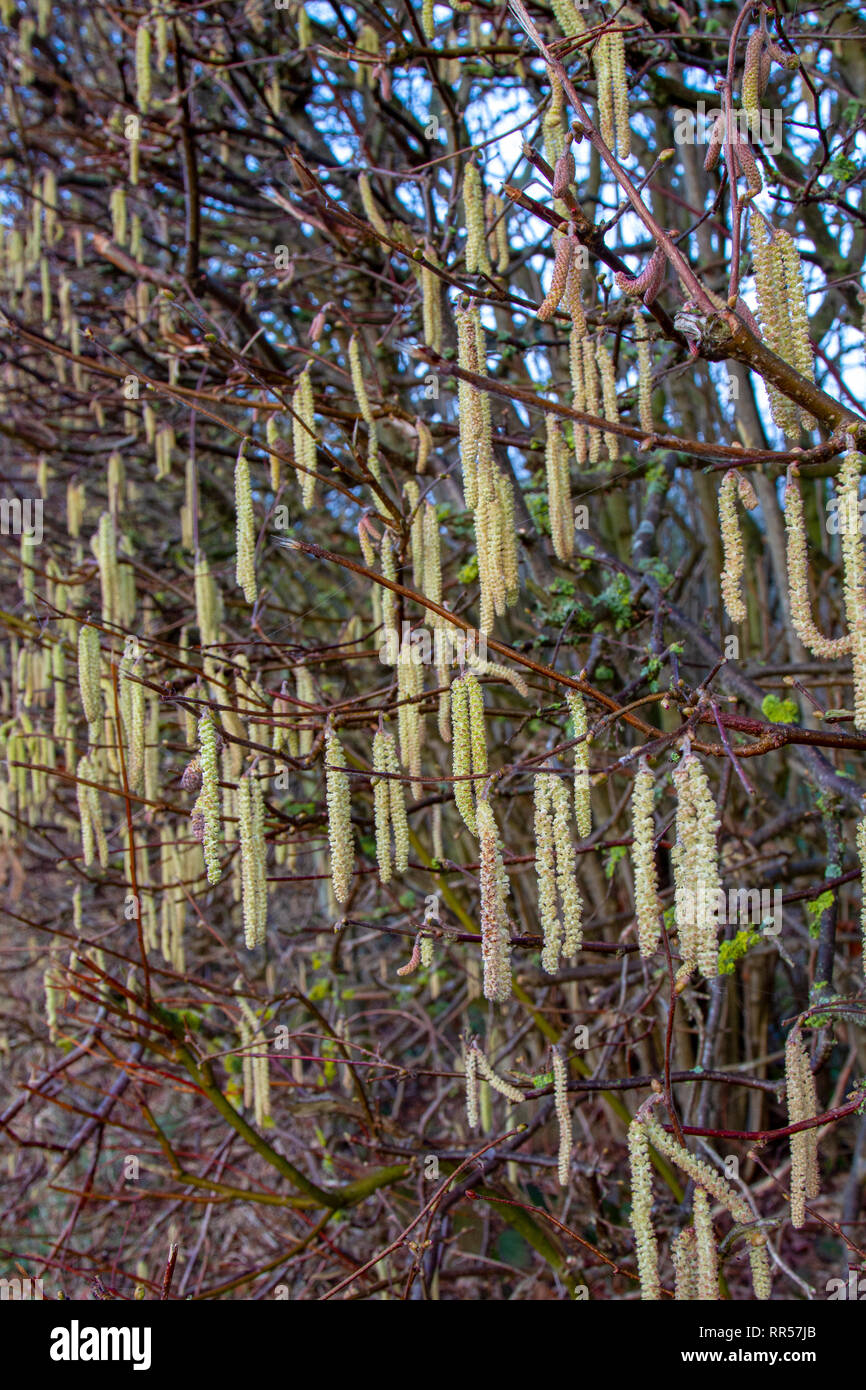 Alder catkins in February Stock Photo