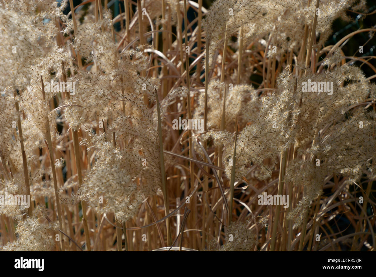 Stalks Vs Reeds macro view of dried stalks and seeds of reed-grass karl foerster in the ...