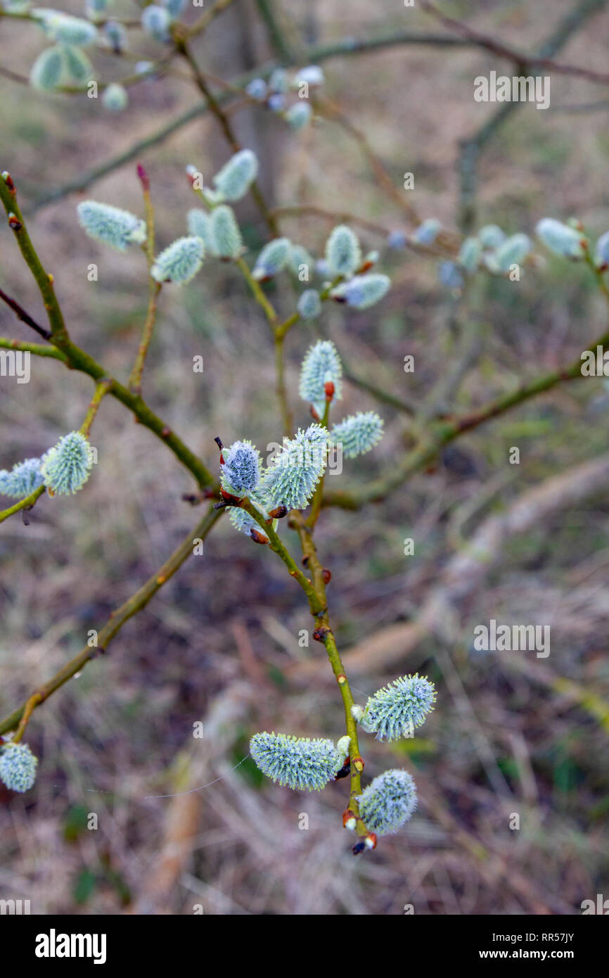 Willow catkins in flower in February Stock Photo