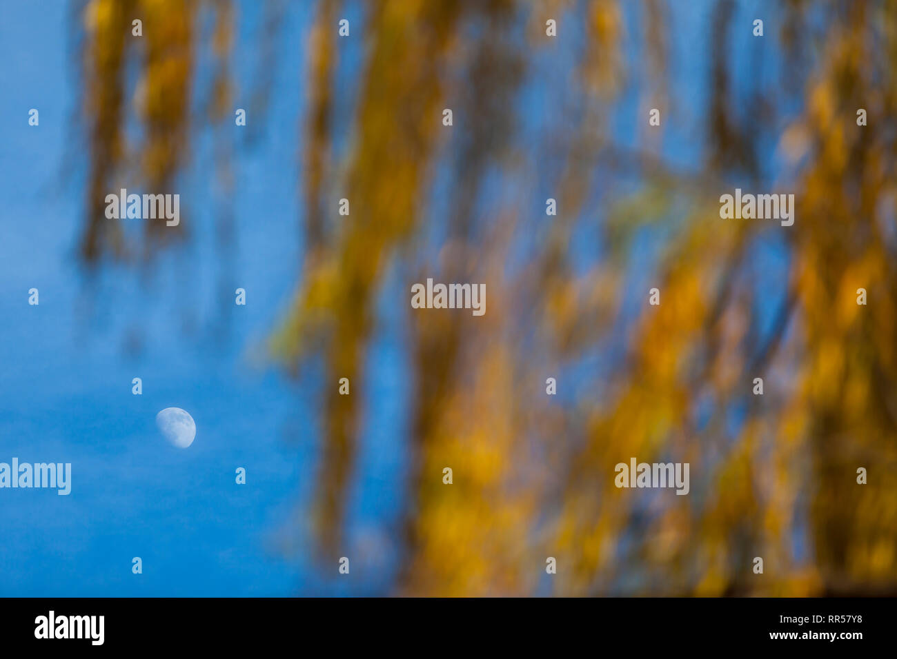 Moon within weeping willow leaves selective focus, Ontinyent, Comunidad Valenciana, Spain, Europe Stock Photo
