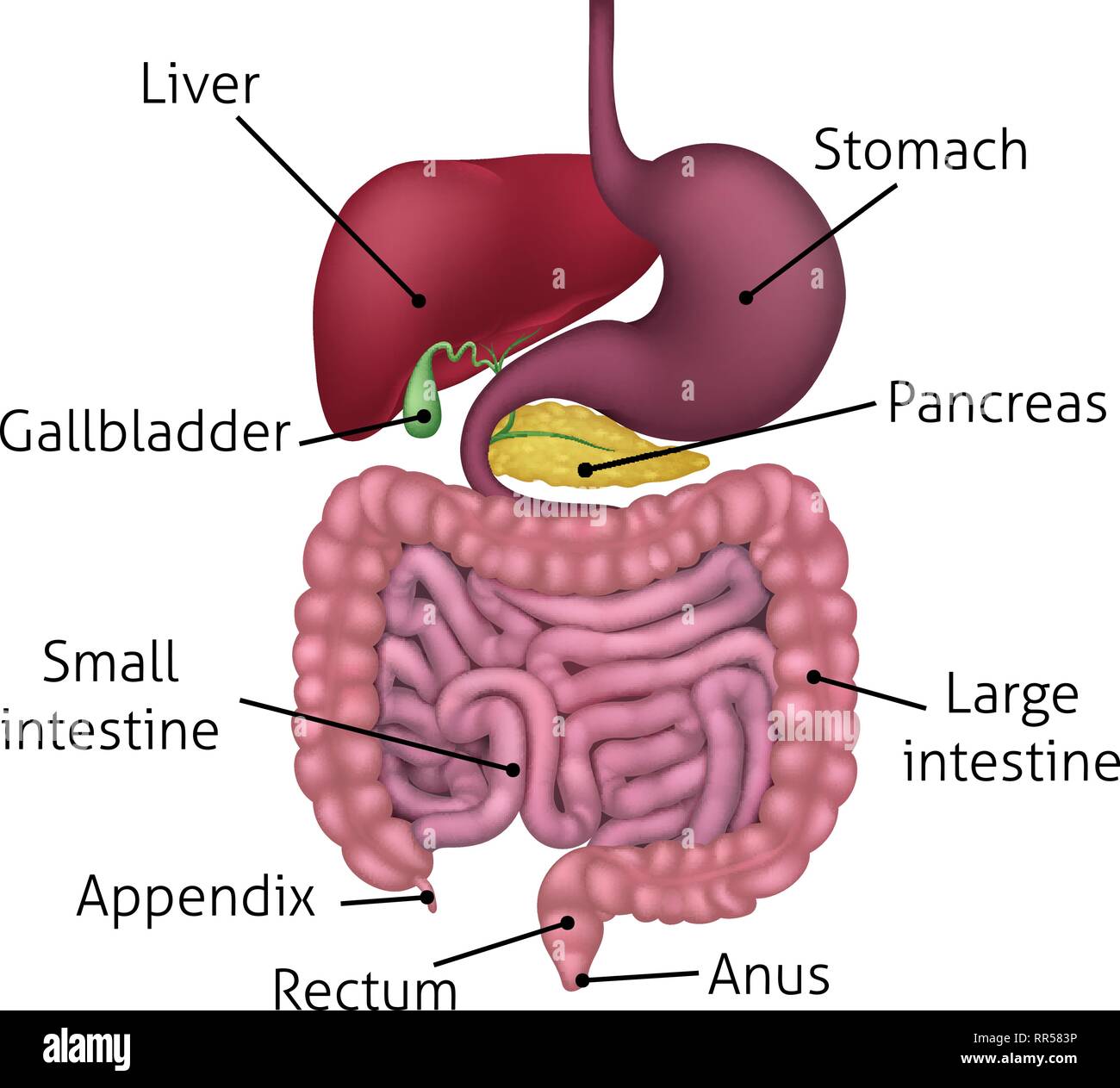 Digestive System Anatomy Model Labeled