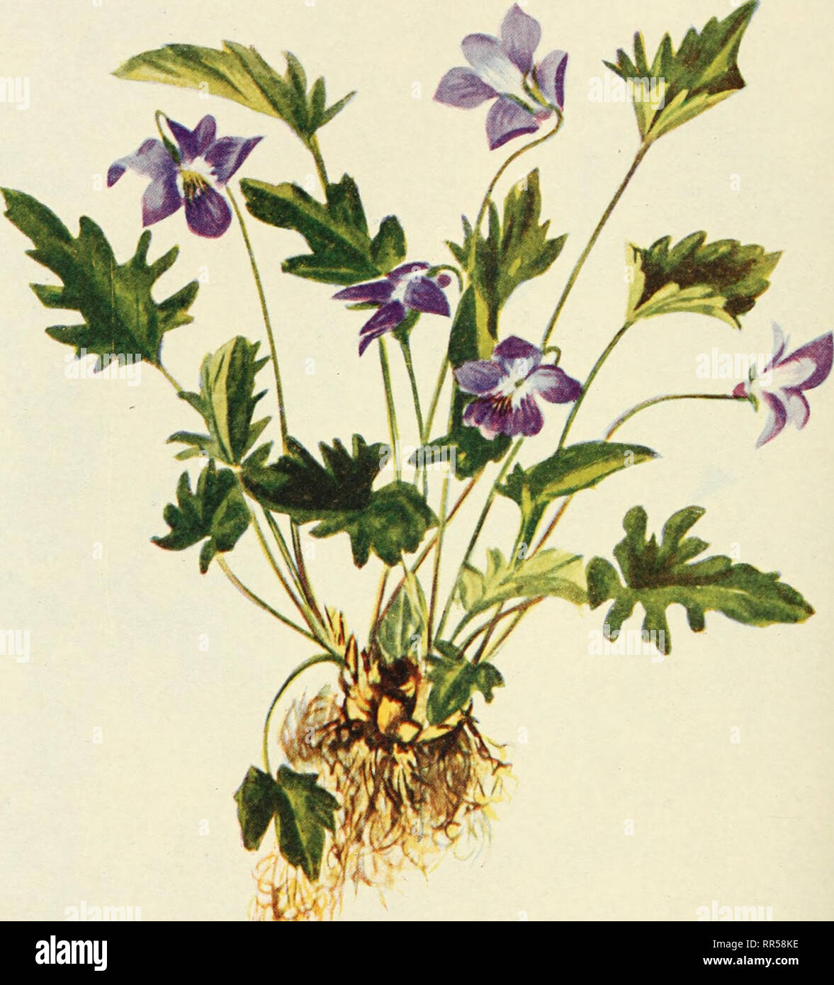 . According to season; talks about the flowers in the order of their appearance in the woods and fields. Flowers. PLATE VIII. RARE FORM OF THE COMMON BLUE VIOLET Viola cucullata var. palmata. Please note that these images are extracted from scanned page images that may have been digitally enhanced for readability - coloration and appearance of these illustrations may not perfectly resemble the original work.. Parsons, Frances Theodora, 1861-1952. New York, Scribner Stock Photo