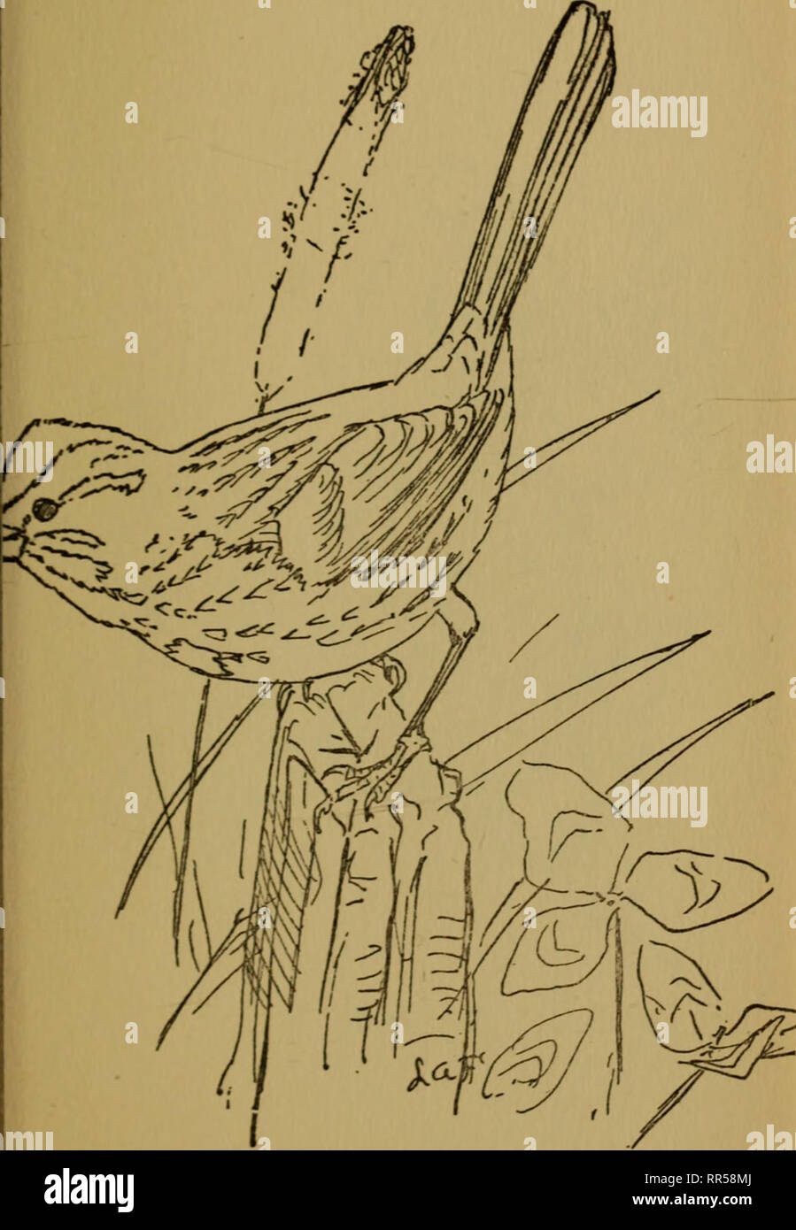 43 Natural History Coloring Book Best HD 43 Natural History Coloring Book Best HD