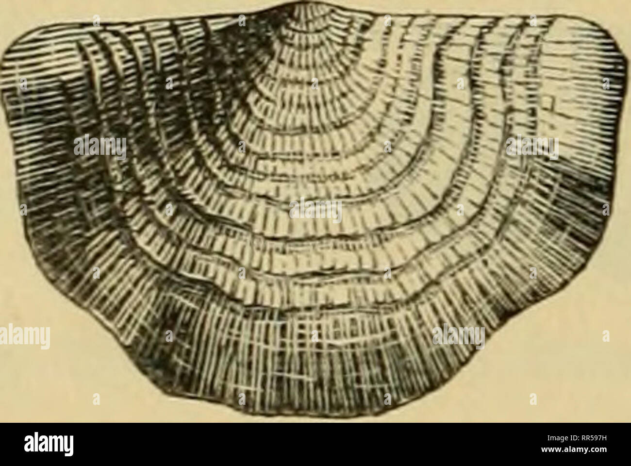 . Acadian geology : the geological structure, organic remains, and mineral resources of Nova Scotia, New Brunswick, and Prince Edward Island. Geology -- New Brunswick; Geology -- Nova Scotia; Geology -- Prince Edward Island; Paleontology -- New Brunswick; Paleontology -- Nova Scotia; Paleontology -- Prince Edward Island. 296 THE CARBONIFEROUS SYSTEM. Scotia by Sir C. Lyell, and now in the Society's Museum, I found a well-characterized example of this species, which in Sir C. Lyell's list had been confounded with Productus Martini. Fig. 95.—Strophoviena analoga, Phillips. Fig. 96.—StreptorJiync Stock Photo