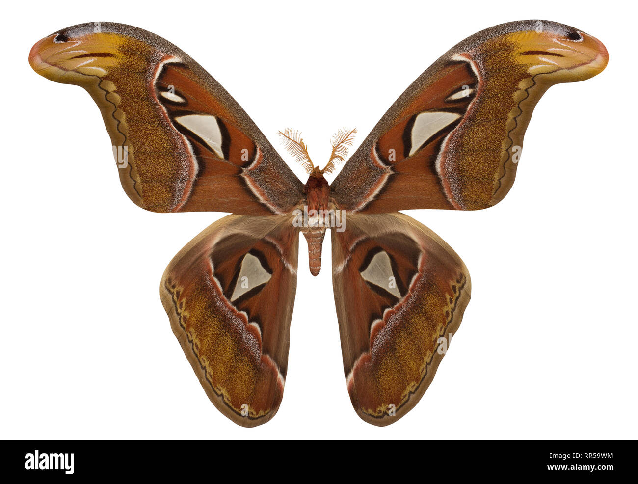 Butterfly Attacus atlas isolated on white background. Stock Photo