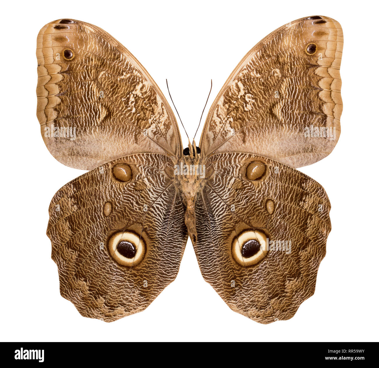 Butterfly Caligo isolated on white background. Stock Photo