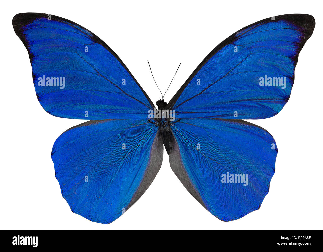 Butterfly Morpho anaxibia isolated on white background. Stock Photo