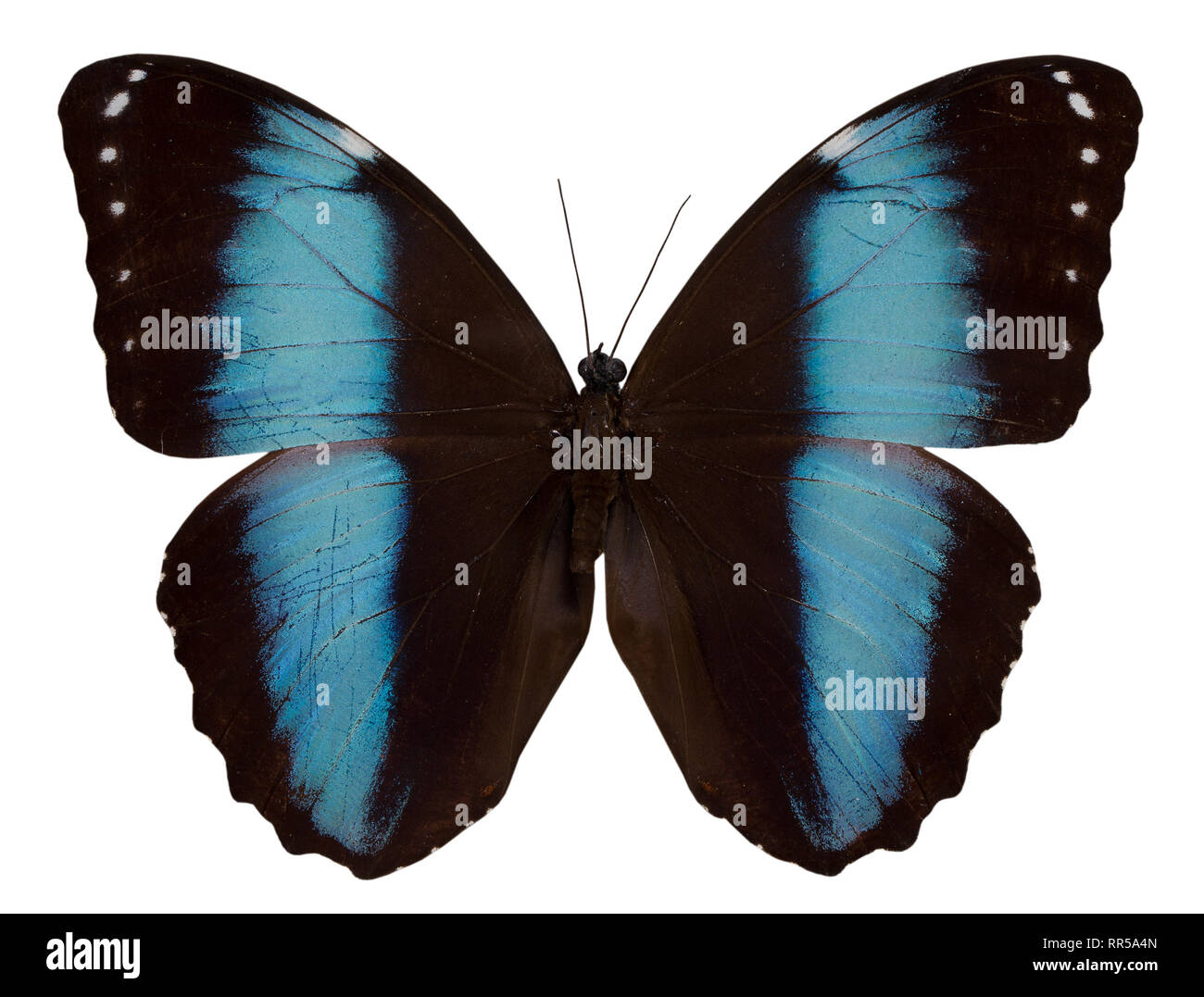 blue fake butterfly isolated white background Stock Photo - Alamy
