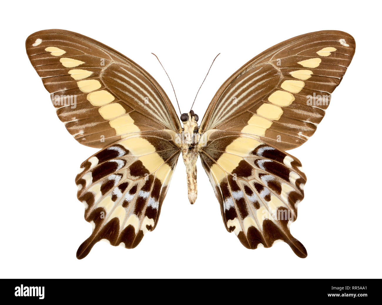 Butterfly Trogonoptera broockiana  isolated  on white background. Stock Photo