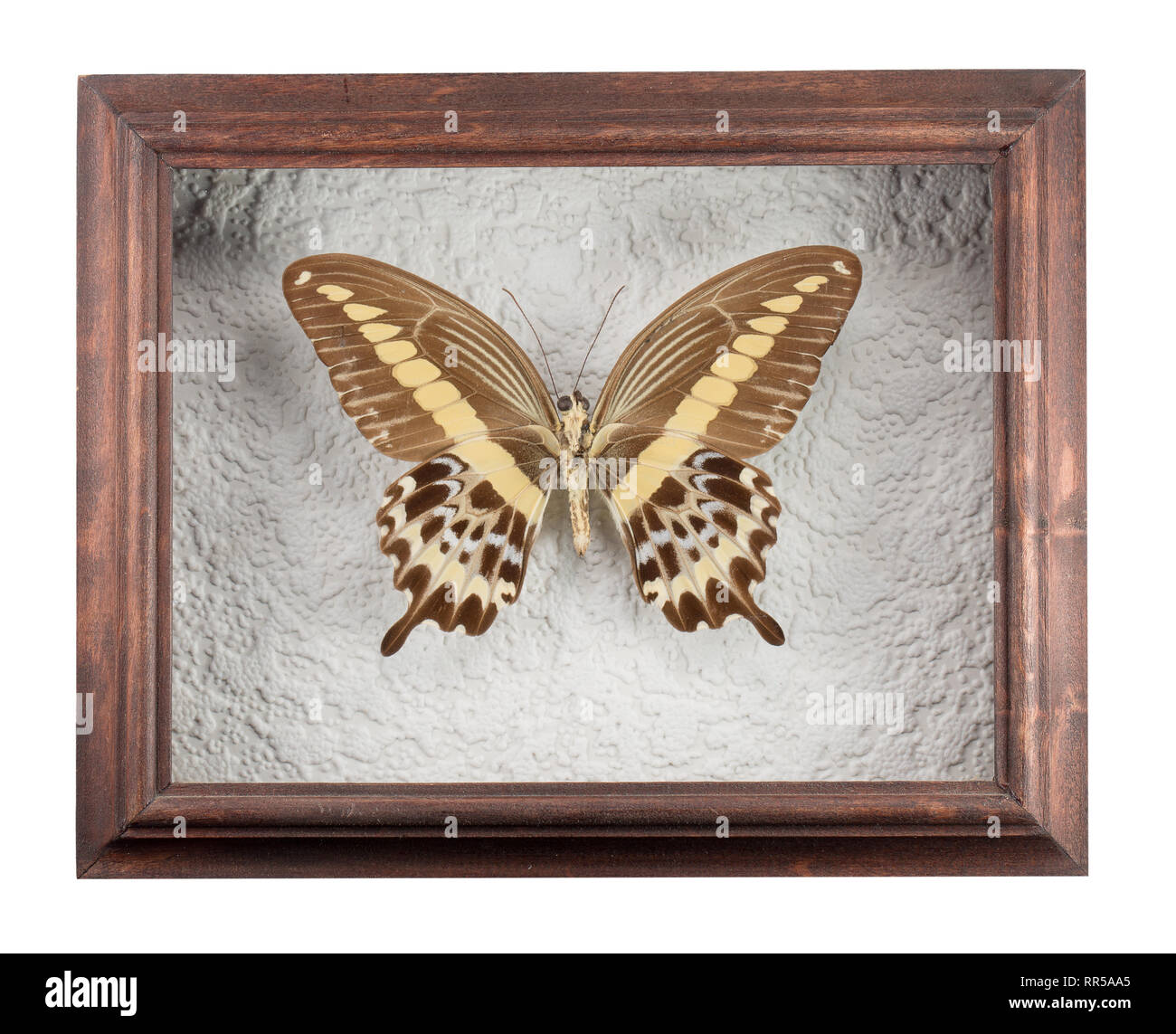 Butterfly Trogonoptera broockiana in frame isolated  on white background. Stock Photo