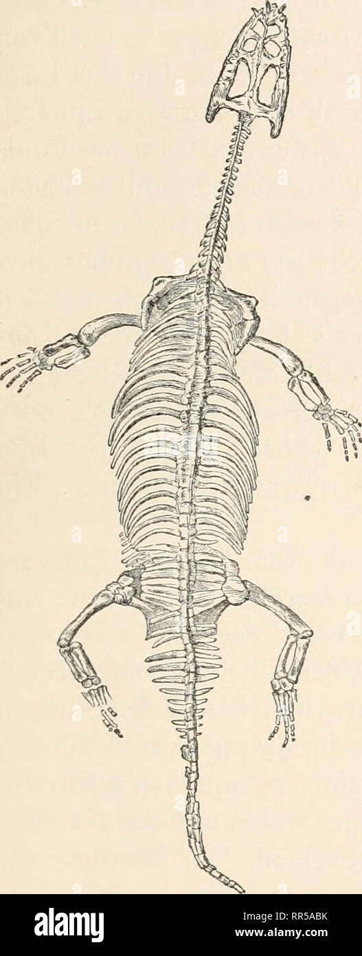 . Abstammungslehre, Systematik, Paläontologie, Biogeographie;. Biology