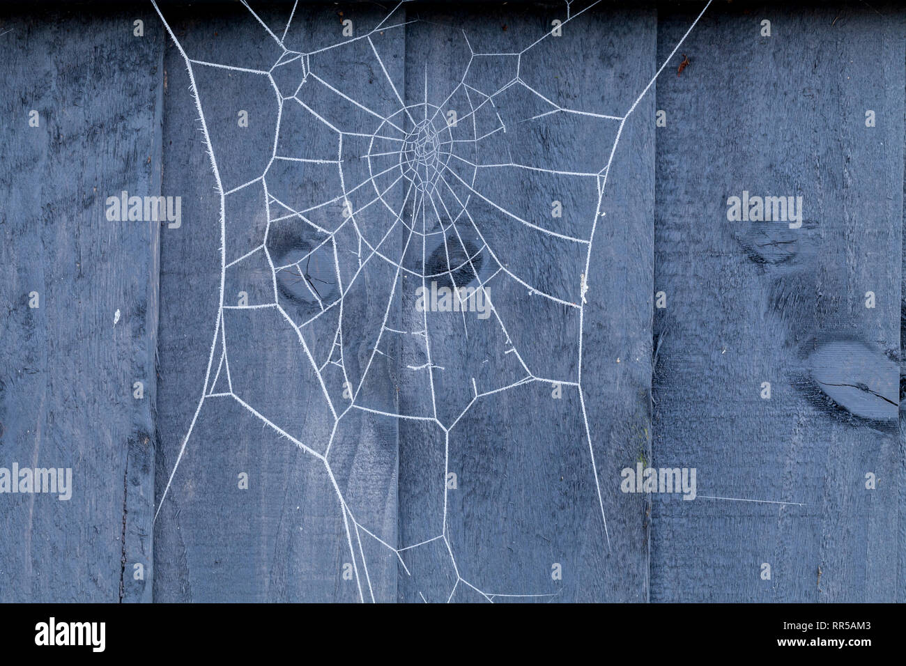 Spiders web on a blue wooden fence covered in ice crystals during winter. Stock Photo