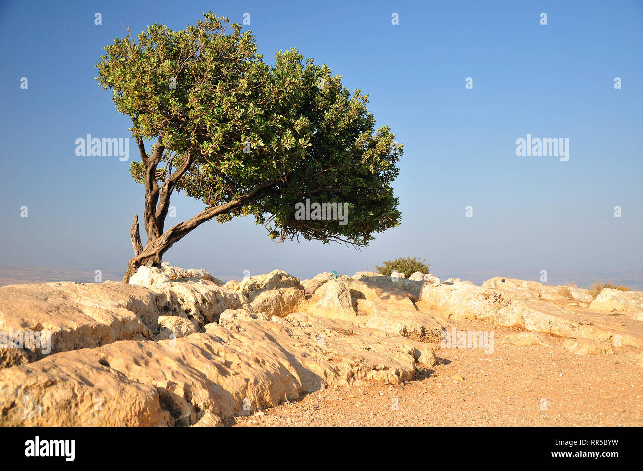 Carob tree the only one on Arbel cliff plateau, popular tourist site