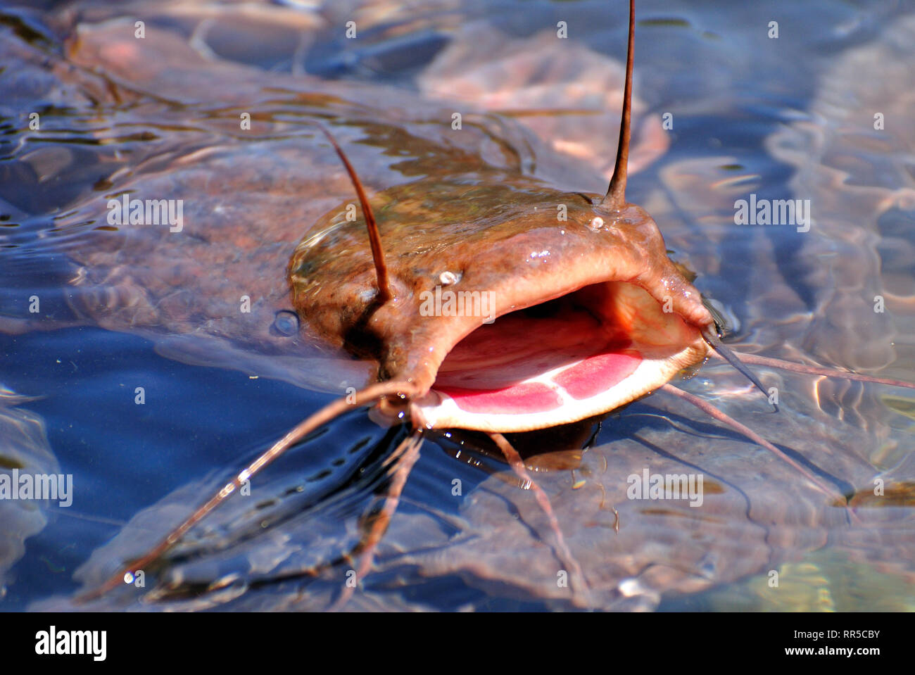 Meaningless T Distant Big cat-fish with open mouth in jordan river. Northern Israel Stock Photo -  Alamy