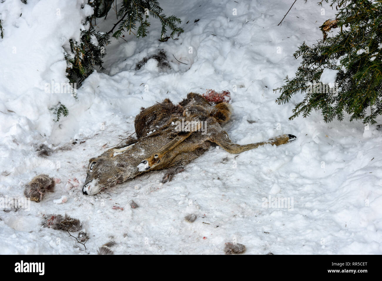 carrion of a deer hind on the snow Stock Photo