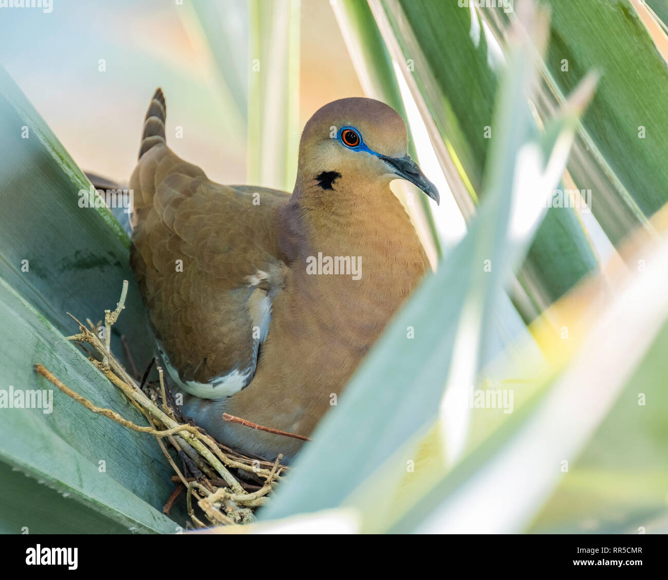 A beautiful tan coloured white winged dove, with a vivid red eye and a blue eye ring, sits patiently on a nest hidden deep in a silver bismarckia palm Stock Photo