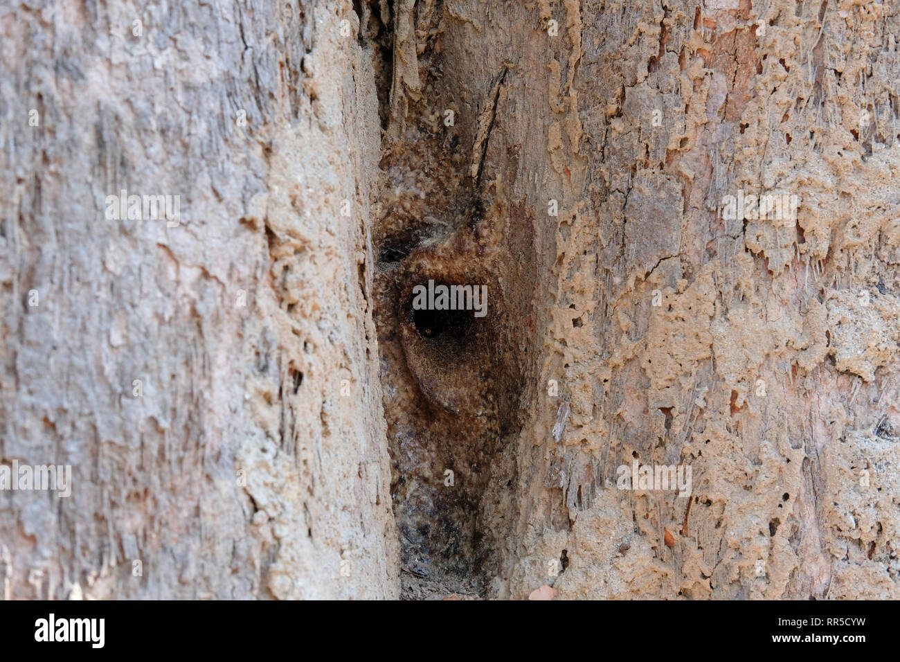 stingless bee hive in tree. insect nest in nature Stock Photo Alamy