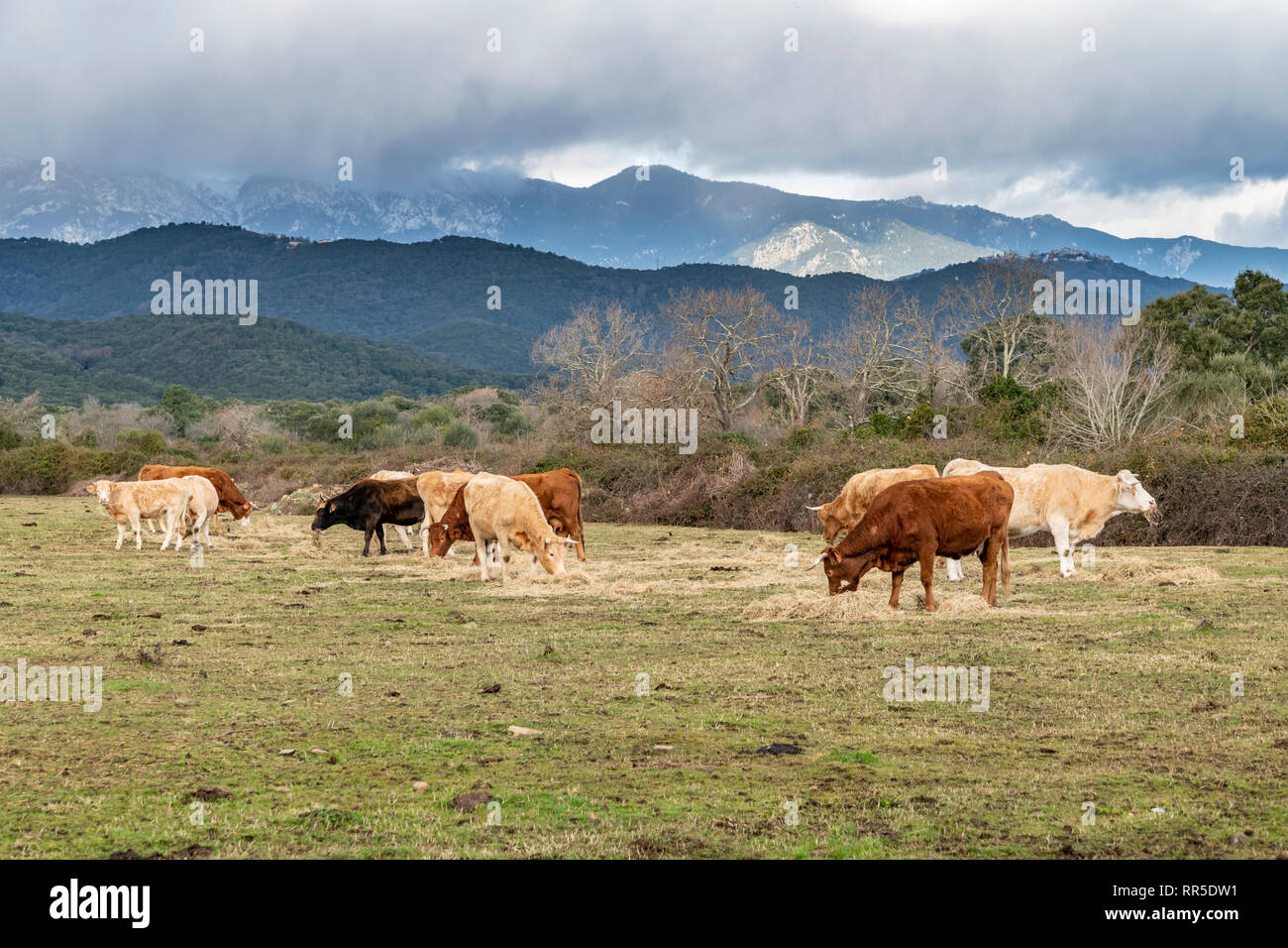 Cows eating in a pasture in Corsica during a cloudy day (winter), France, Europe Stock Photo