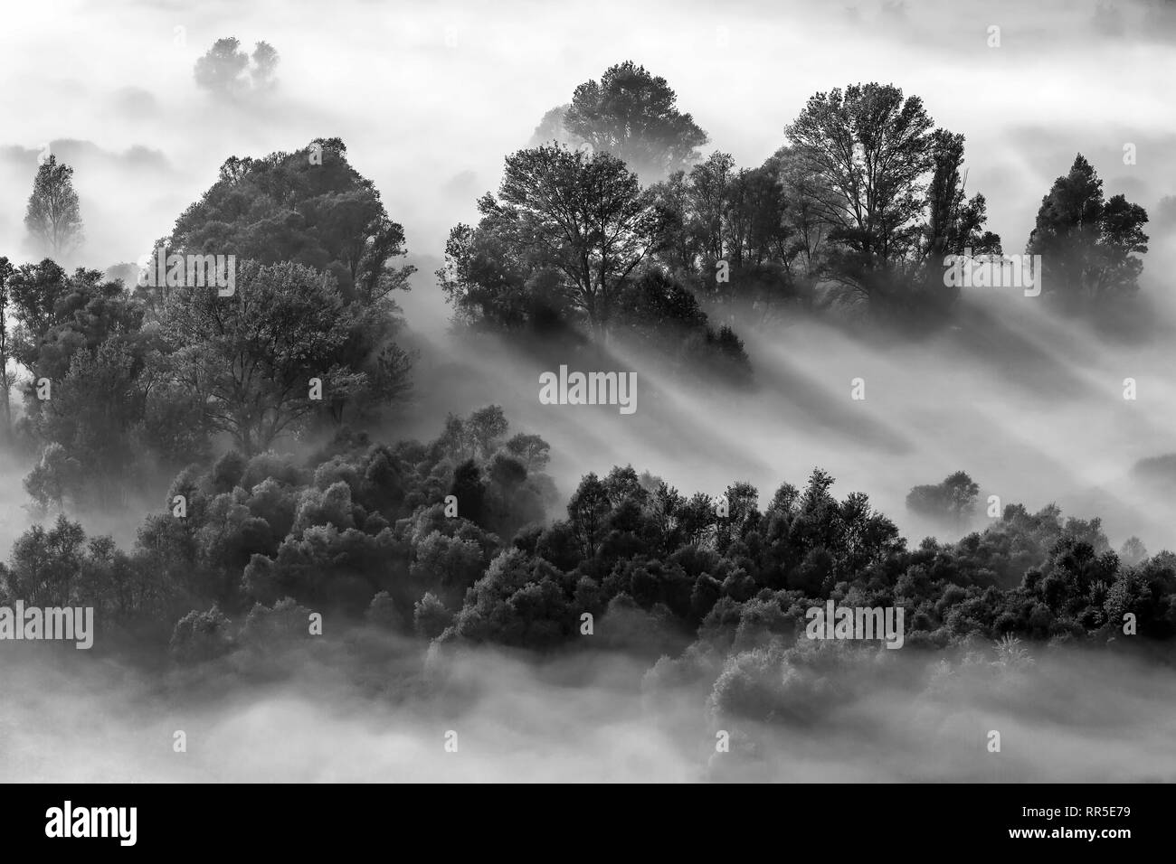Sunrise over the forest with fog, black and white photography Stock Photo