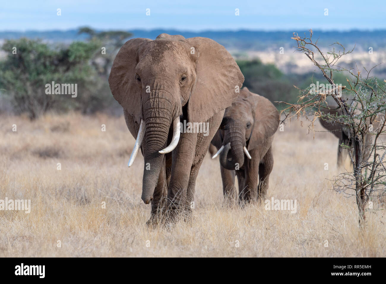 African baby bush elephant (Loxodanta africana) in Kenya Stock Photo ...