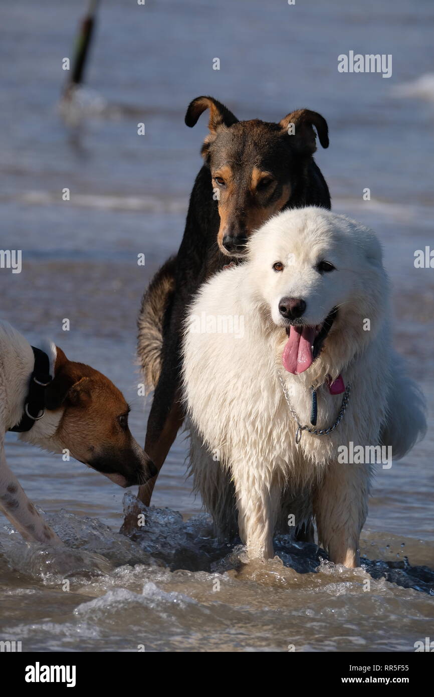 Three Mischievous Dogs