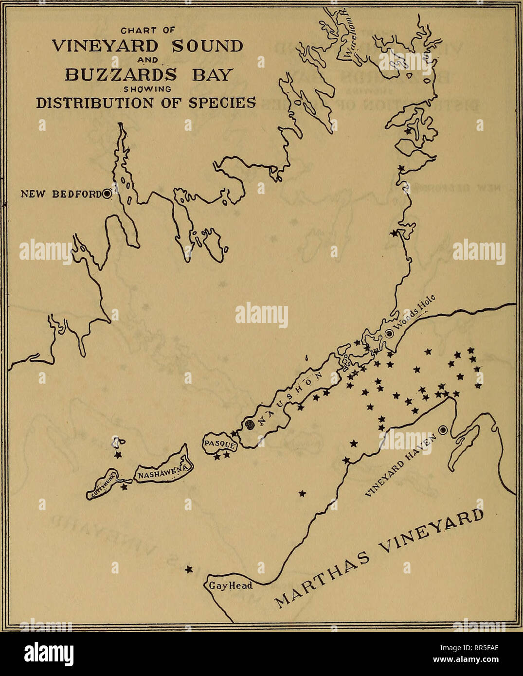 . [A biological survey of the waters of Woods Hole and vicinity. Marine animals; Marine plants. 4io BULLETIN OF THE BUREAU OF FISHERIES.. Chart 192.—Styela partita.. Please note that these images are extracted from scanned page images that may have been digitally enhanced for readability - coloration and appearance of these illustrations may not perfectly resemble the original work.. United States. Bureau of Fisheries; Sumner, Francis Bertody, 1874-; Osburn, Raymond Carroll, 1872-; Cole, Leon Jacob, 1877-; Davis, Bradley Moore, 1871-. Washington, Govt. Print. Off. Stock Photo