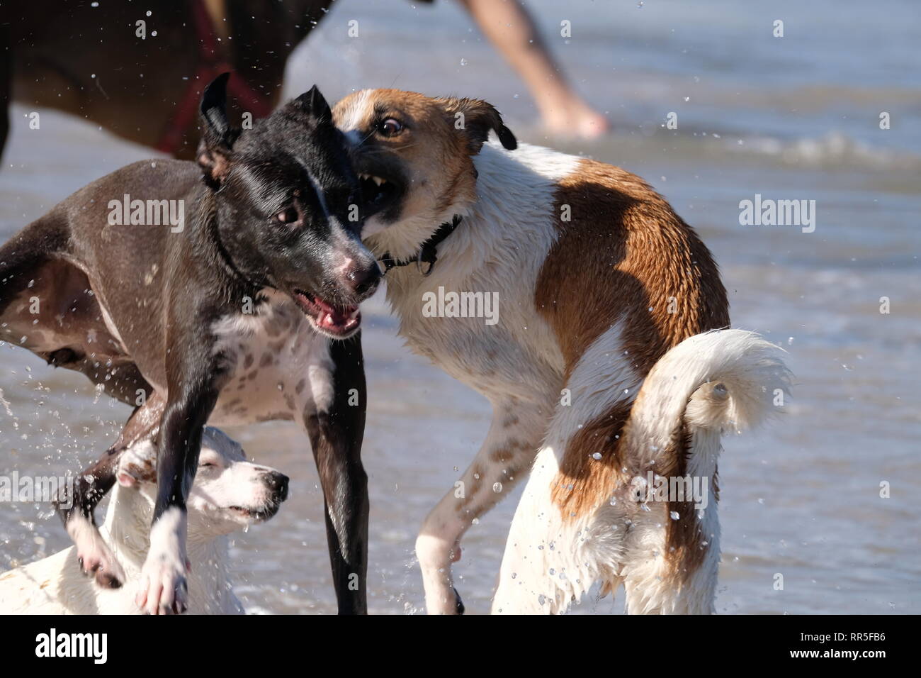 Three Mischievous Dogs