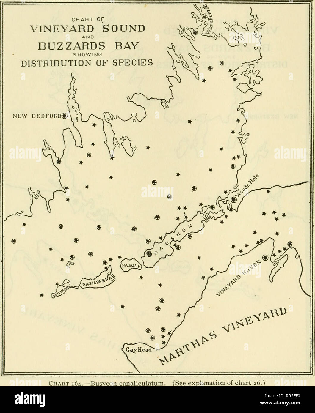 . [A biological survey of the waters of Woods Hole and vicinity. Marine animals; Marine plants. 382 BULLETIN OF THE BUREAU OF FISHERIES.. Chart 164.—Busycon canaliculatum. (See explanation of chart 26. Please note that these images are extracted from scanned page images that may have been digitally enhanced for readability - coloration and appearance of these illustrations may not perfectly resemble the original work.. Sumner, Francis Bertody, 1874-; Osburn, Raymond C. (Raymond Carroll), 1872-1955; Cole, Leon Jacob, 1877-; Davis, Bradley M. (Bradley Moore), b. 1871; United States. Bureau of Fi Stock Photo