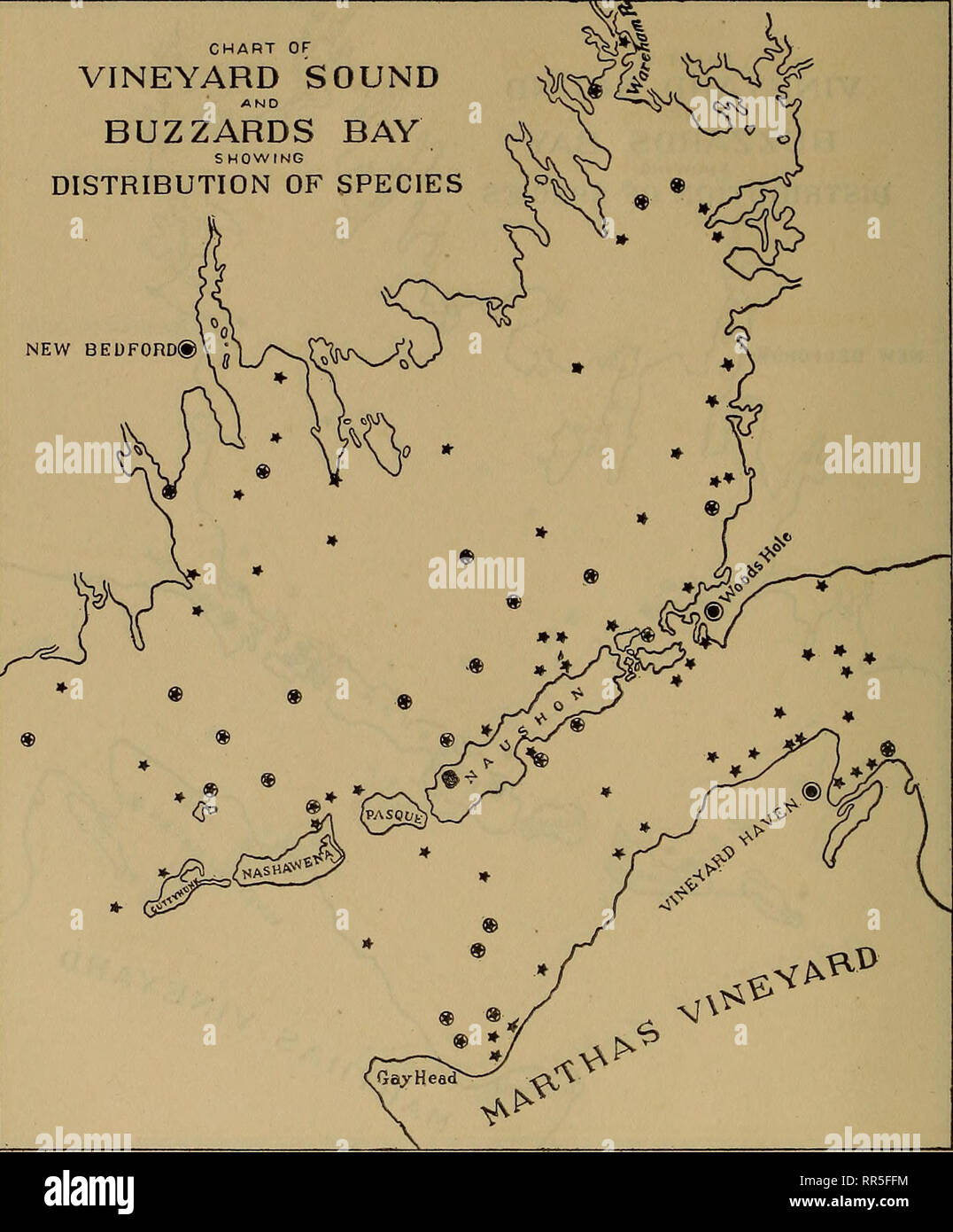 . [A biological survey of the waters of Woods Hole and vicinity. Marine animals; Marine plants. 382 BULLETIN OF THE BUREAU OF FISHERIES. CHART OF VINEYARD SOUND BUZZARDS BAY SHOWING DISTRIBUTION OF SPECIES NEW BEDFORD®. Chart 164.—Busycon canaliculatum. (See explanation of chart 26.). Please note that these images are extracted from scanned page images that may have been digitally enhanced for readability - coloration and appearance of these illustrations may not perfectly resemble the original work.. United States. Bureau of Fisheries; Sumner, Francis Bertody, 1874-; Osburn, Raymond Carroll,  Stock Photo