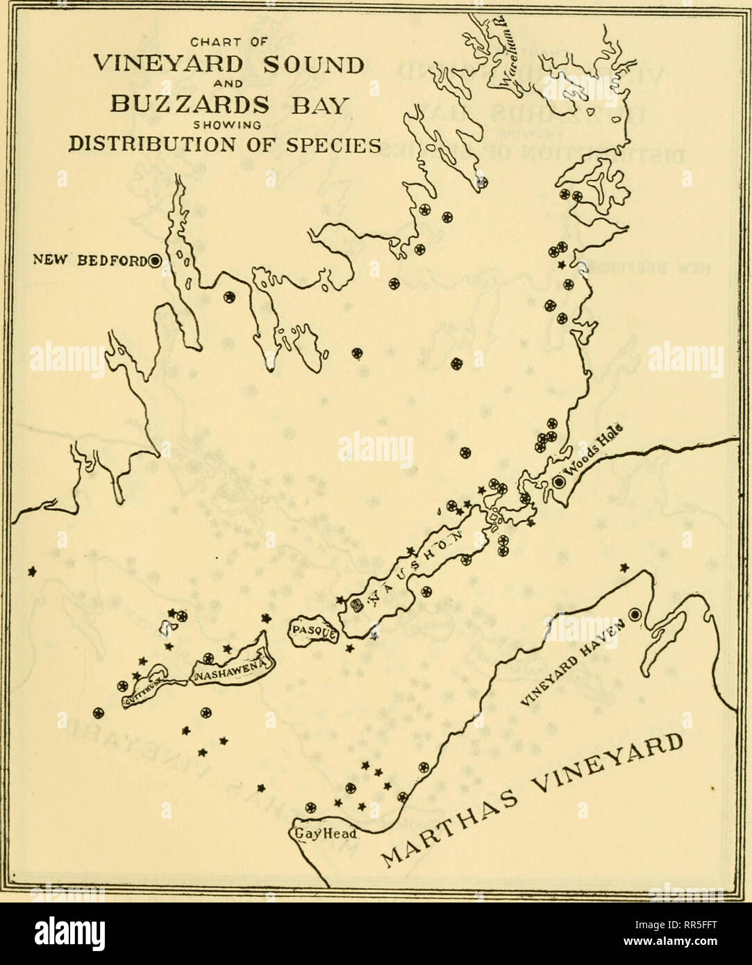. [A biological survey of the waters of Woods Hole and vicinity. Marine animals; Marine plants. BIOLOGICAL SURVEY OF WOODS HOLE AND VICINITY. 375. Chart 157.—Lyonsia hyalina. (See explanation of chart 26.). Please note that these images are extracted from scanned page images that may have been digitally enhanced for readability - coloration and appearance of these illustrations may not perfectly resemble the original work.. Sumner, Francis Bertody, 1874-; Osburn, Raymond C. (Raymond Carroll), 1872-1955; Cole, Leon Jacob, 1877-; Davis, Bradley M. (Bradley Moore), b. 1871; United States. Bureau  Stock Photo