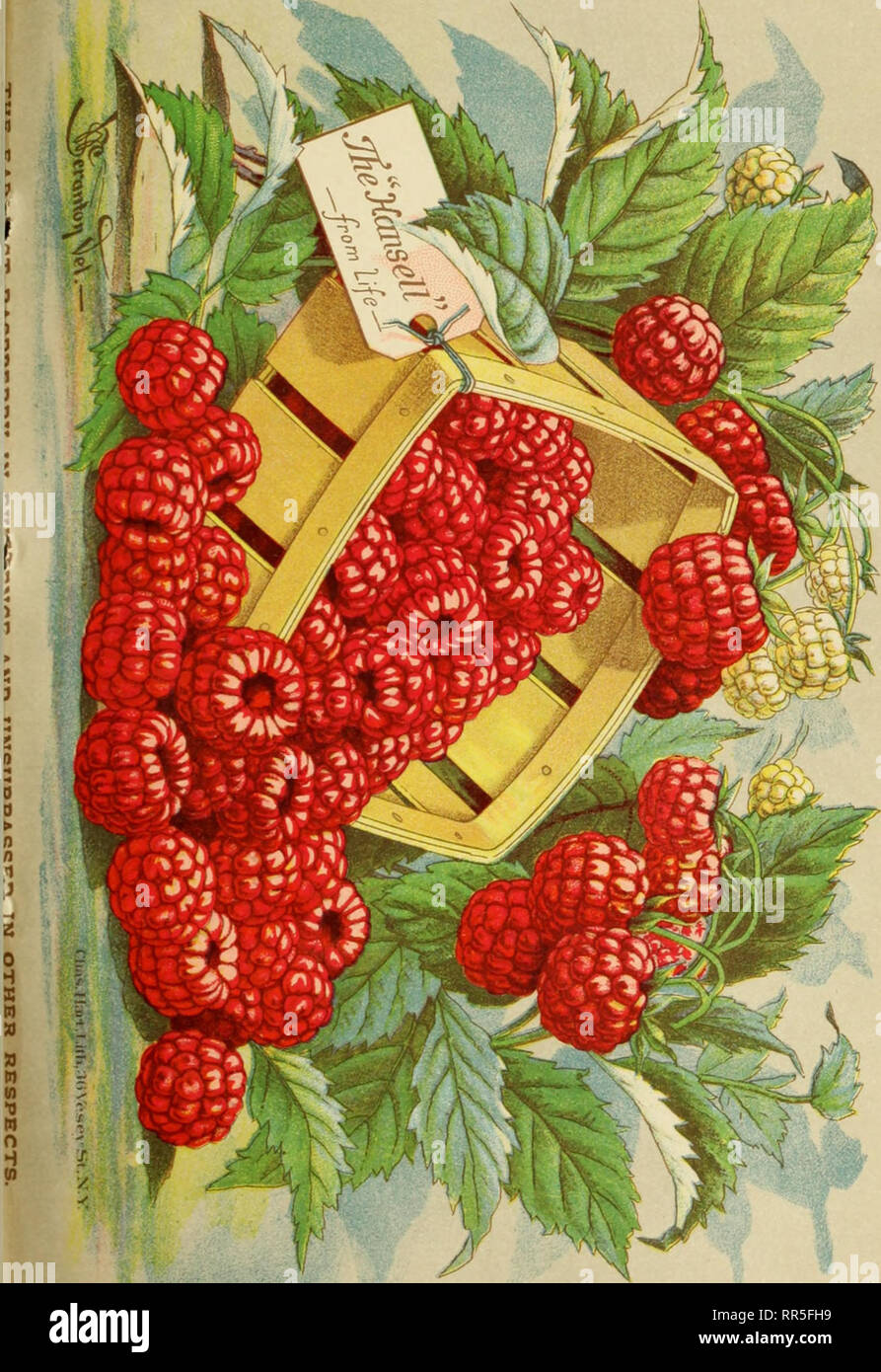 . Abridged catalogue of fruits, vines and plants : [cultivated and for sale. Nursery stock Ohio Catalogs; Nursery stock Illinois Catalogs; Nursery stock Kansas Catalogs; Fruit Catalogs; Grapes Catalogs. . Please note that these images are extracted from scanned page images that may have been digitally enhanced for readability - coloration and appearance of these illustrations may not perfectly resemble the original work.. N. H. Albaugh & Co; Henry G. Gilbert Nursery and Seed Trade Catalog Collection. Tadmor, Ohio : N. H. Albaugh & Co. Stock Photo