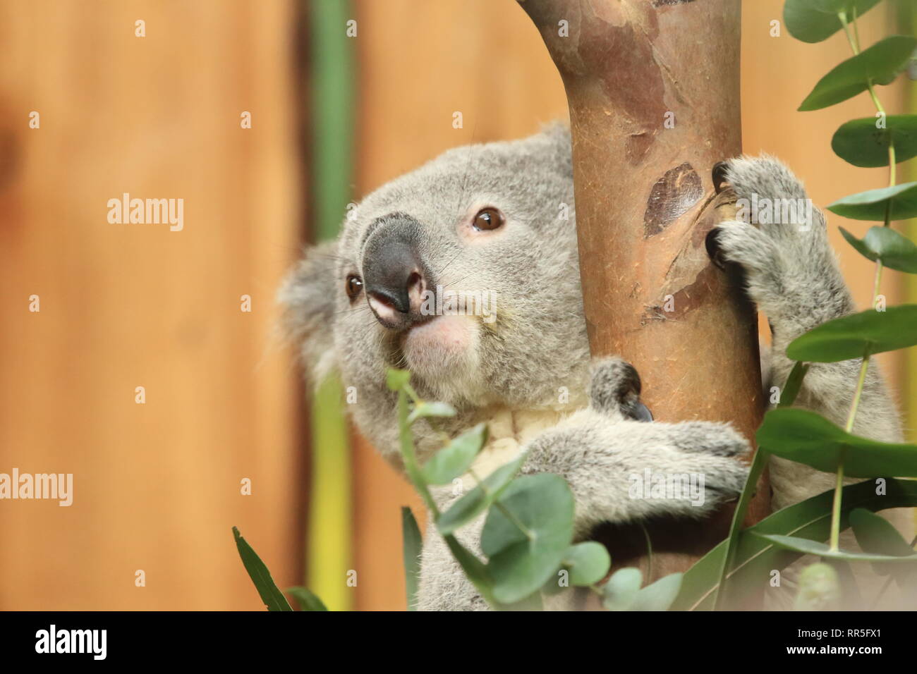 Koala Bear Stock Photo