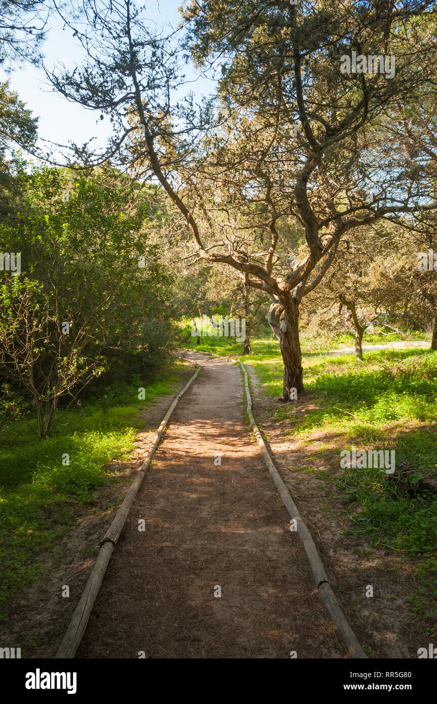 path in pine forest in a sunny morning of spring Stock Photo - Alamy