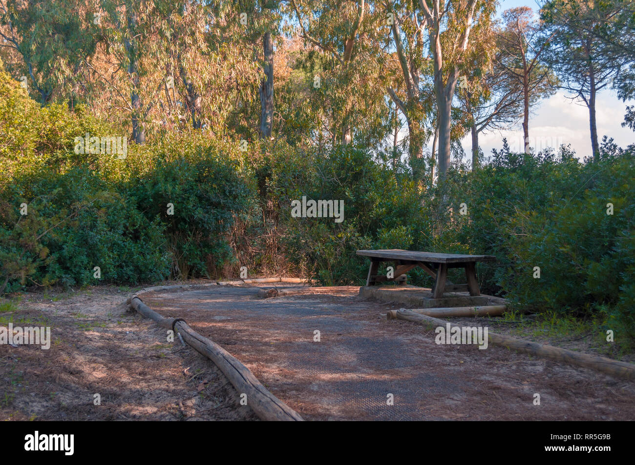 path in pine forest in a sunny morning of spring Stock Photo - Alamy