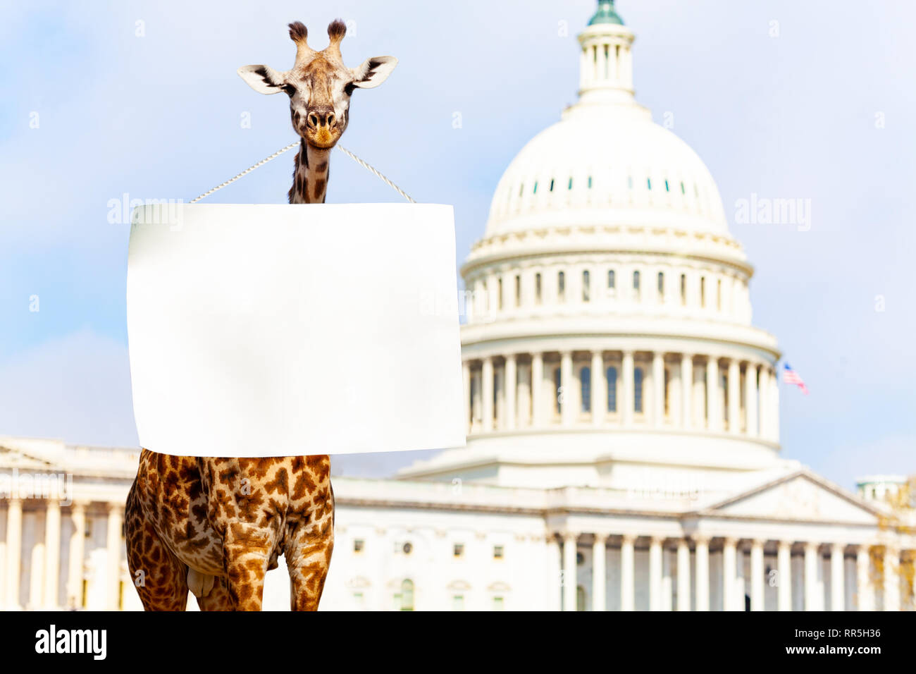 Giraffe protester with blank empty sign on neck Stock Photo