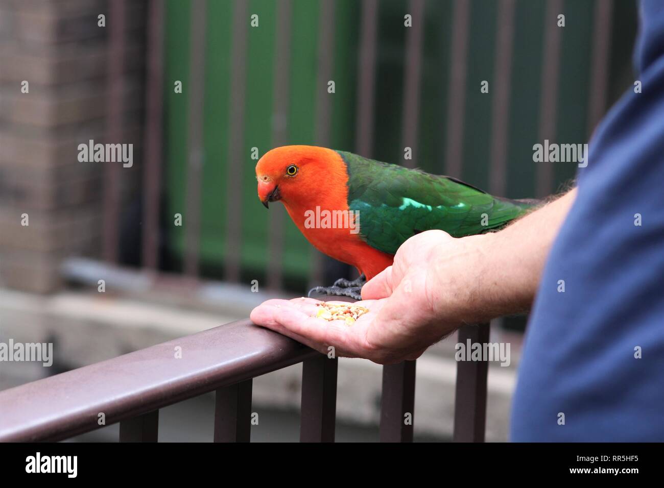 Red and green parrot being fed from a hand Stock Photo