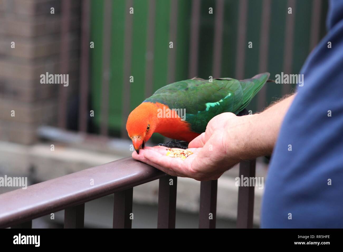 Red and green parrot biting the hand that is feeding it. Stock Photo