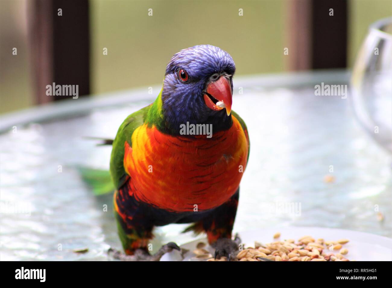 Cute exotic colorful lorikeet eating seeds, sitting on a table Stock Photo