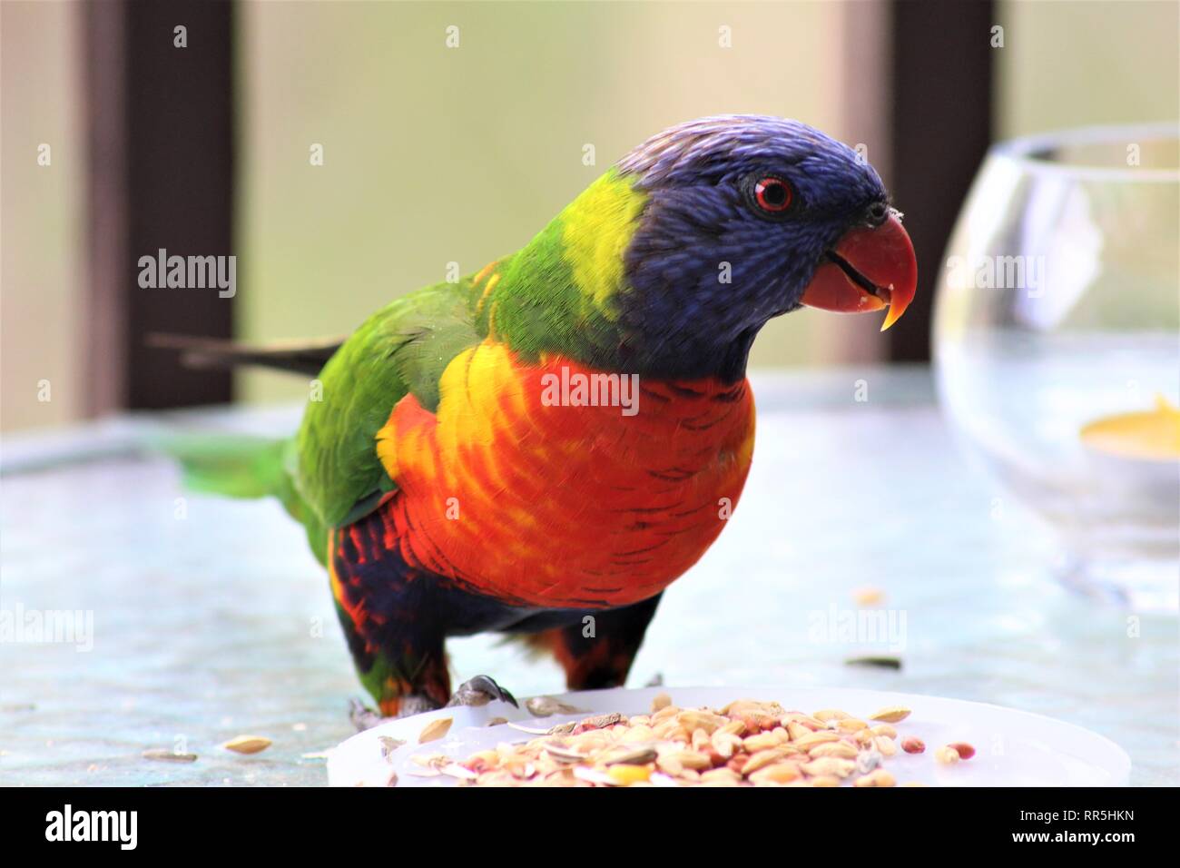 Cute exotic colorful lorikeet eating seeds, sitting on a table Stock Photo