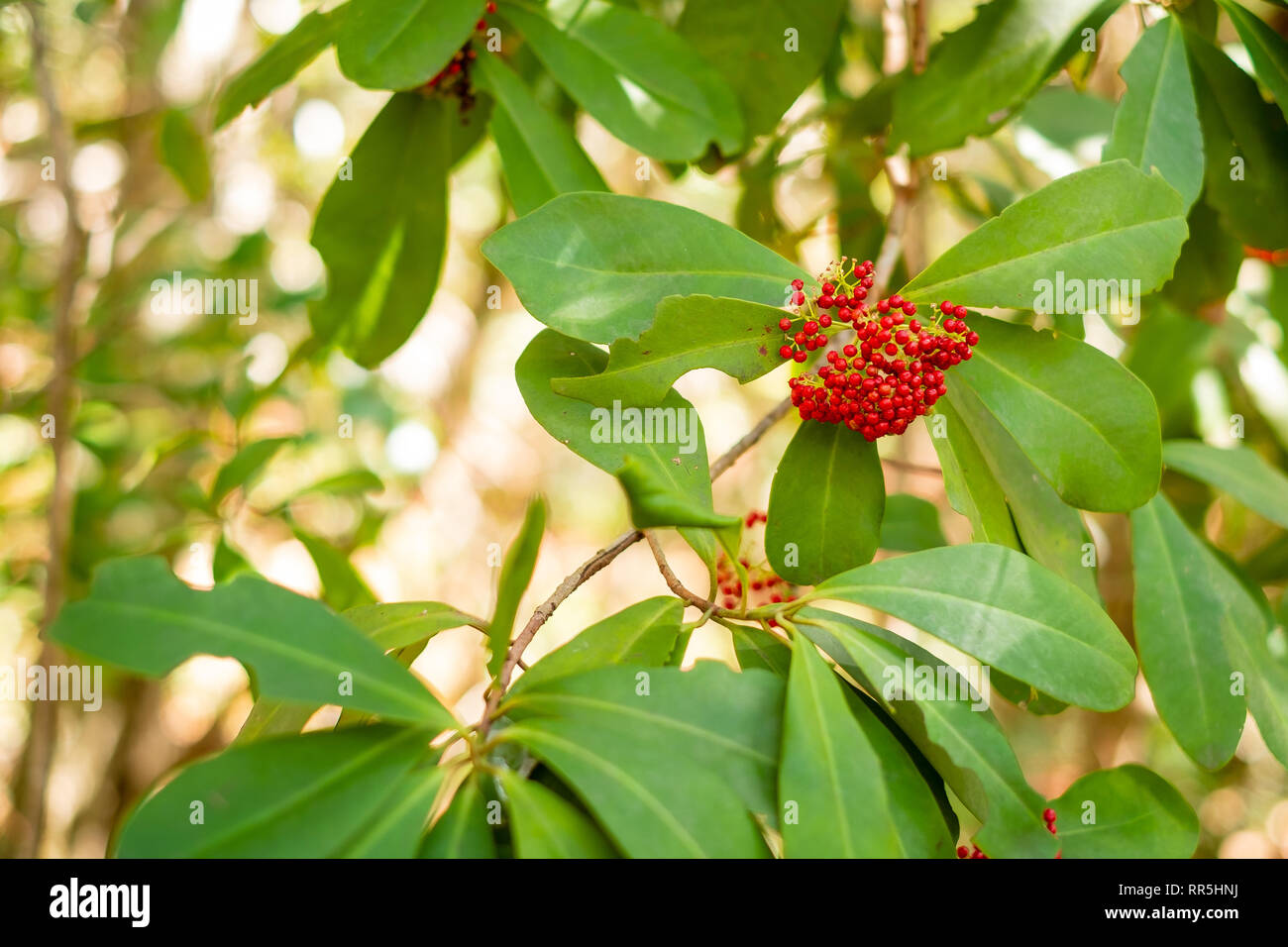 Red Berries in El Cubano National Park, Cuba Stock Photo