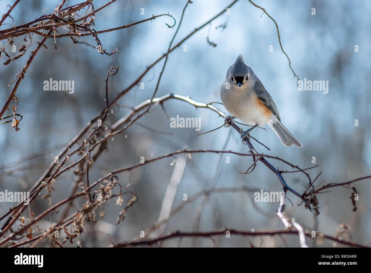 Tufted titmouse (Baeolophus bicolor) perching on a branch in winter. Stock Photo