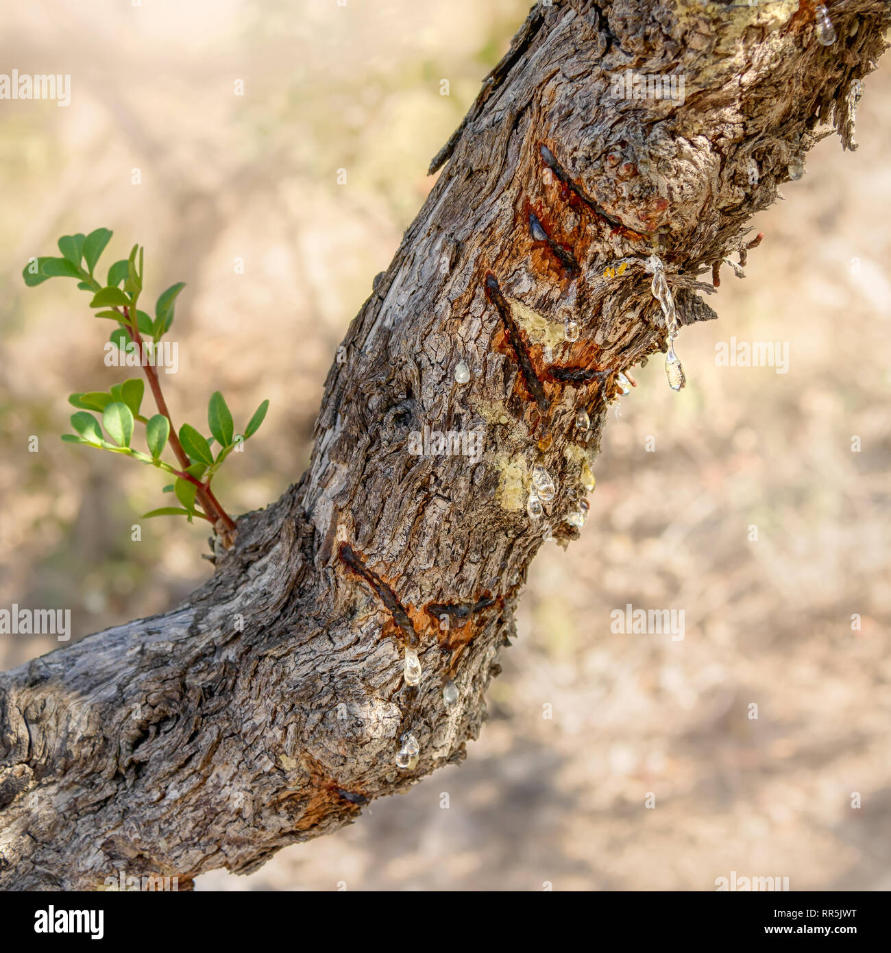 Resin on a Mastic tree, Pistacia lentiscus, with incisions in the bark to release the resin, clear drops hang from the branch, Chios, Greece Stock Photo