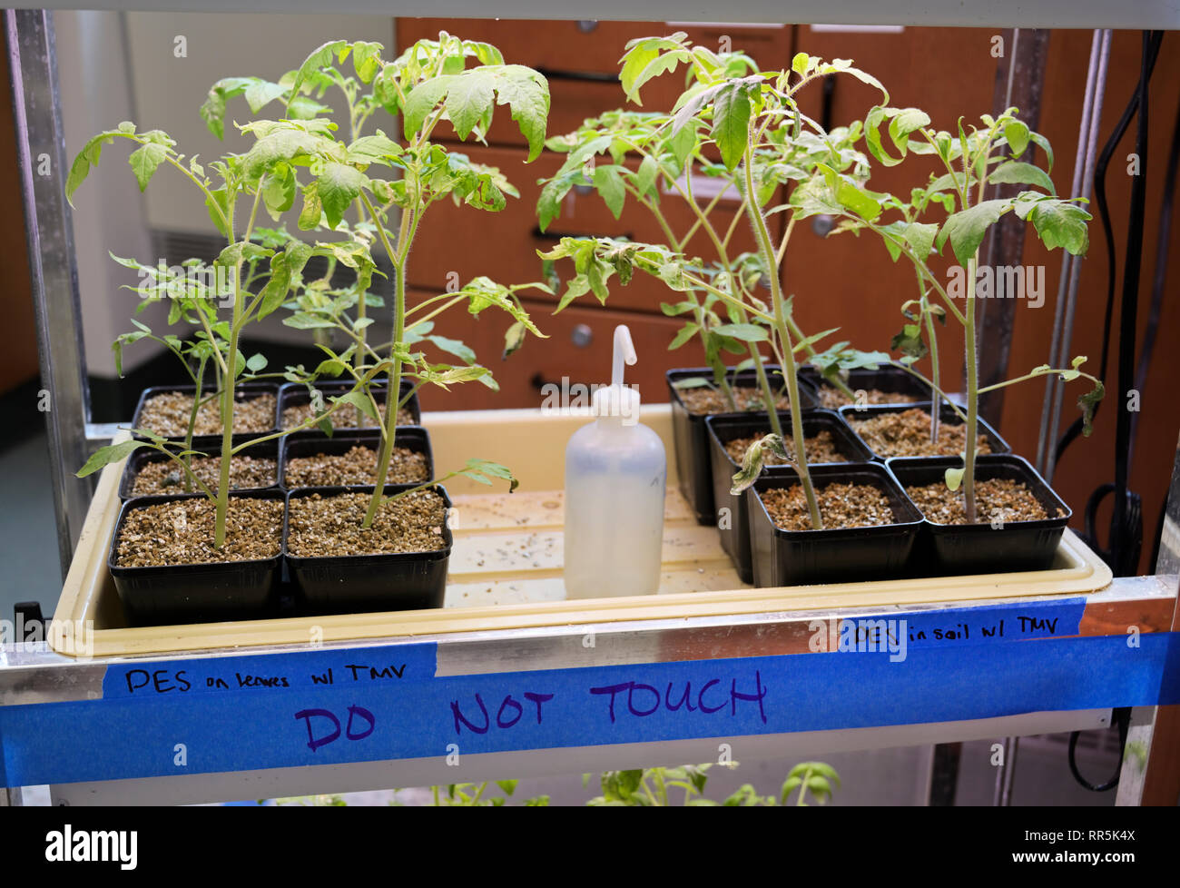 Experimental plants exposed to TMV tobacco mosaic virus under varied nutritional conditions Stock Photo